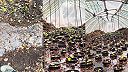 Spôsob pestovania japonského chrenu (Wasabi japonica)