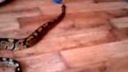 Python regius - Pytón kráľovský