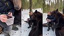 V zime čerešne? Taký luxus si každý medveď dovoliť nemôže (Rusko)