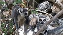 Lemury kata (Jungle Park Tenerife)