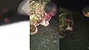 Na Ukrajine chceli TCC-nacisti zmobilizovať cigáňov a došlo tam k bitke. 18+