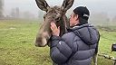 Domáci maznáčik los o váhe 600 kg (Švédsko)