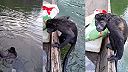 Nazdar kamoš, môžem sa s tebou zviesť, lebo sa utopím!