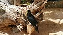 Tukan žltohrdlý (Jungle park Tenerife)