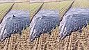 Gréckemu farmárovi začalo vyvierať na poli čierne zlato ropa