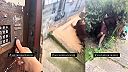 Ukrajinská štetka sa vracia zo šichty