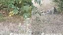 Sčítanie padlých Ukrajinských vojakov v Kurskej oblasti