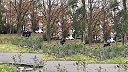 Verbovanie v parku na Ukrajine