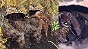 Obrovaká tarantule