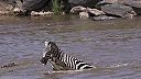 Zebra sa ocitla vo veľkom nebezpečí, útočili na ňu tri krokodíly (PREŽILA)