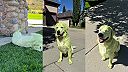 Keď máš psa, ktorý miluje čerstvo pokosený trávnik