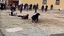 Dvaja a dvaja barani!