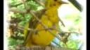 Maurice Andre - Canari