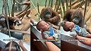 Orangutania samica chcela vidieť bábätko