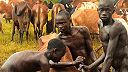 Etiópski Surmovia sa živia krvou dobytku, zvieratá však neusmrtia