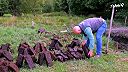 Ťažba rašeliny v Írsku. Rašelina použitá ako palivo