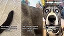 Čo sa stane, keď sa spári husky s pitbullom?