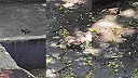 Viete, ako sa pária kolibríky?