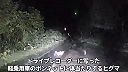 Desivý nočný útok medvedice na auto pri Bifuke na Hokkaido