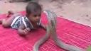 video Dieťa sa hrá s kobrou