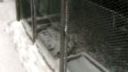 Fretka Fredy a slepice