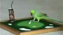 video Cvičený papagáj