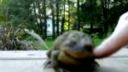 video Maznavá žaba