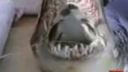 video Lovenie žraloka