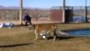 Tigre 3