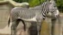 Zebra sníva