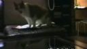 video Hovoriace mačky