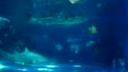 Tropicarium Oceanarium Campona Budapest