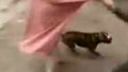 video Napadnutie pitbullom