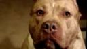 video Brutálne nasraný pitbull