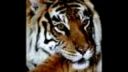 Tigre 4