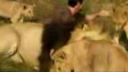 LION MAN - Kevin Richardson