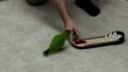 video 20 trikov s papagájov za 2 minúty