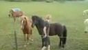 video Hlupák vs. kôň