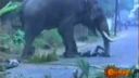 video Šialený slon