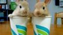 video Dva zajace v kelímkoch