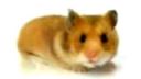 Hamster Time! - Hamster Morph