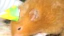 Hamster Mania