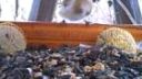 Stehlík obecný - Carduelis carduelis