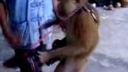 Opica s gitarou