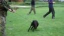Cane corso 9