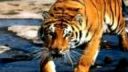 Tigre a tigrice...