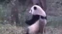 Hip hop panda