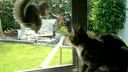 video Mačka vs. veverička