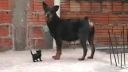 video Mačička vs. rotvajler