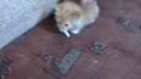 video Mačiatko závislé na cigarete